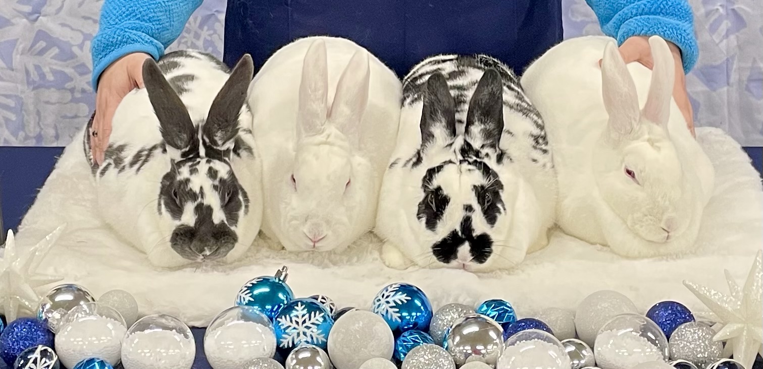 Rabbits – Dennison Farm
